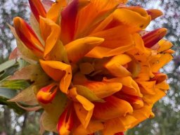 Liparia splendens flowers 